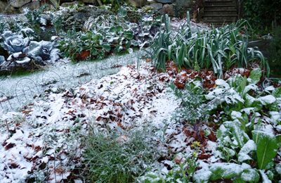 Fall Garden
